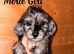 Stunning cockapoo puppies!