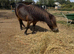Beautiful Shetland mare