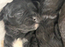 5 beautiful shihpoo puppies