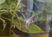 Angel fish