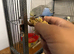 Tame Baby Budgies