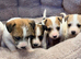 Jack Russell puppy’s