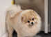 Stud Rocket pomeranian