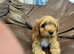 Cavapoo puppies for sale