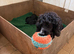 Miniature Wirehaired Dacshund x Working cocker spaniel puppy KC registered parents and DNA Health tested