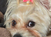 Ready for Forever Homes Yorkshire Terrier Puppies 2 boys left