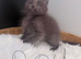 Maine coons