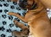 Champion breed boxer puppies