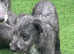Beddy greyhound pups