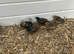 Quails