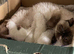 Super GCCF Registered Kittens - £950