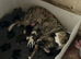 3/4 whippet 1/4 collie