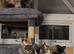 TORTOISESHELL MAINE COON X KITTENS