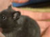 4 baby syrian hamster forsale