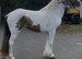 14 hh filly
