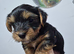 Yorkshire Biewier terrier