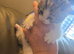 2 KITTENS LEFT MALE AND FEMALE