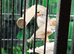 4 Zebra Finches 2026 Birds