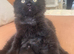 Beautiful 3/4 Ragdoll Cross Kittens Ready Now