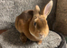 Mini Rex buck
