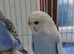 Budgies 3 months old