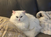White British Longhair