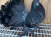Indian Fantail