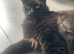 Male cat