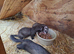 Ferret kits for sale...........reserve now ready in about 3-4 weeks