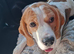 Lemon Beagle