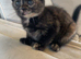7 kittens for sale 5 left