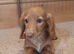 Miniature dachshund