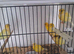 Fife Canaries most colours
