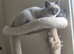 British-shorthair cross ragdoll kitten