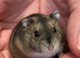 Baby Winter White Russian hamsters (pure bred)
