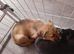 10 pups left out of a litter of 11