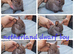 Netherland dwarf babies