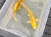 Koi carp