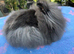 Lionheads Rabbits