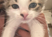 Kittens looking for forever home