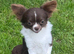 Chihuahua stud