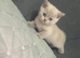 BRITISH SHORTHAIR KITTEN FOR SALE