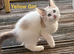 Beautiful Ragdolls-Vac/wormed-2 boys-3 girls. Playful-friendly