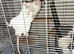 2 male rats