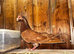Red Spanish Barb female