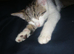 Loving female kitten