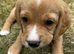 Beagle/Red Fox Lab x Red Fox Lab puppies