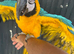 Blue and Gold Macaw
