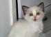 Ragdoll pedigree