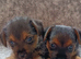 Border terrier cross patterjack